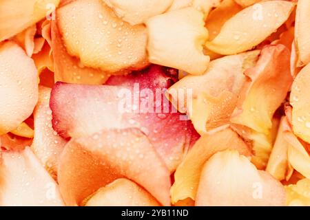 Nahaufnahme von zarten Rosenblüten in sanften Rosa- und Gelbtönen, mit Wassertropfen, die sanft auf der Oberfläche liegen. Natürlicher strukturierter Hintergrund. Top-Film Stockfoto