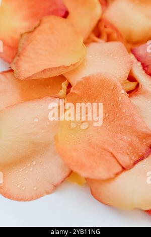 Nahaufnahme von zarten Rosenblüten in sanften Rosa- und Gelbtönen, mit Wassertropfen, die sanft auf der Oberfläche liegen. Natürlicher strukturierter Hintergrund. Top-Film Stockfoto