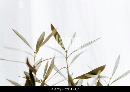 Minimalistische Nahaufnahme dünner grüner Olivenblätter auf weichem textilen neutralen Hintergrund. Vorderansicht. Kopierbereich. Stockfoto