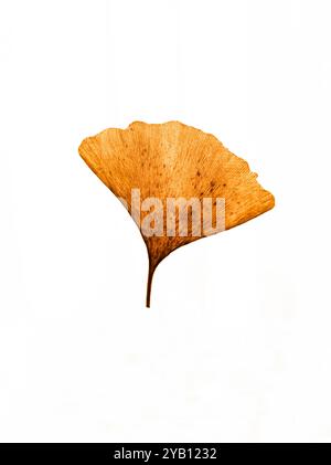 Ginkgo biloba gelbes Blatt auf weißem Hintergrund Stockfoto