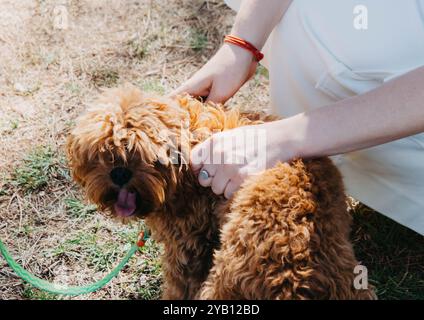 Flauschiger Ingwerhund an der Leine, mit einer Person Händen, die ein Armband und einen Ring trägt, streichelt den Hund Stockfoto