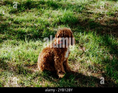 Ein kleiner, flauschiger brauner Hund Maltipoo mit einem weißen Fleck auf der Brust sitzt auf grünem Gras und blickt mit der Zunge nach außen in die Kamera. Der Hund ist draußen Stockfoto