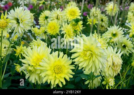 Semi Cactus Dahlia „Zitronella“ Zitronenfarbe Stockfoto