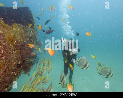 Schule von Platax Teira, Longfin Spadefish oder Fledermausfisch, und ein Taucher Puerto Galera, Philippinen. Das ist in der Mitte des Korallendreiecks Stockfoto