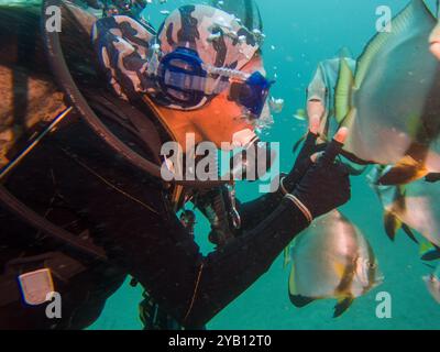 Schule von Platax Teira, Longfin Spadefish oder Fledermausfisch, und ein Taucher Puerto Galera, Philippinen. Das ist in der Mitte des Korallendreiecks Stockfoto