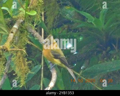 Tufted Flycatcher (Mitrephanes phaeocercus) Aves Stockfoto