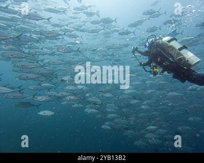 Ein Taucher in einer großen Schule von Big Eye Trevally, Jackfish oder Caranx sexfasciatus, außerhalb von Puerto Galera, Philippinen Stockfoto