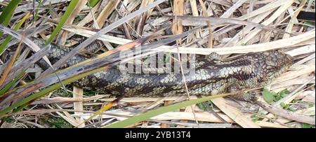 Geblockte Blauzungenkrankheit (Tiliqua nigrolutea) Reptilia Stockfoto