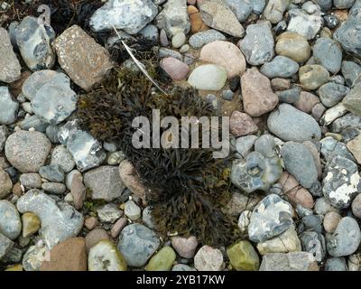 Getrocknete Blasentrümpfe und Algen am Strand, faszinierend in ihrer Pflanzenstruktur, bieten Einblicke in die Unterwasserwelt und Küstenökologie. Stockfoto