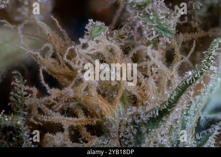 Ultra-Makrodetail der Blüte einer White Widow Cannabis Pflanze im Trocknungsprozess Stockfoto