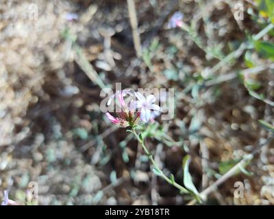 Gemein Bleikraut (Plumbago europaea) Plantae Stockfoto