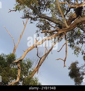 Lauter Friarbird (Philemon corniculatus) Aves Stockfoto