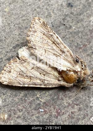 Flounced Rustic (Luperina testacea) Insecta Stockfoto