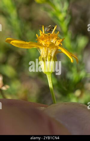 Damianita (Chrysactinia mexicana) Plantae Stockfoto