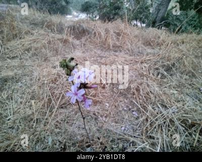 Gemein Bleikraut (Plumbago europaea) Plantae Stockfoto