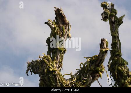Kugelkakteen, Mondscheinkakteen, Fackelkakteen und Verbündete (Cactoideae) Plantae Stockfoto