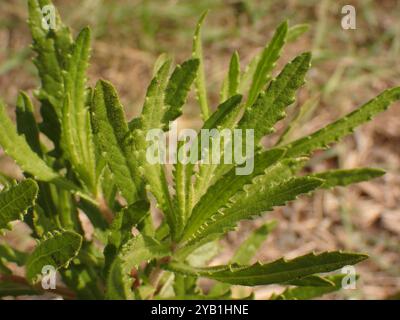 Falsche yellowhead (Dittrichia viscosa) Plantae Stockfoto