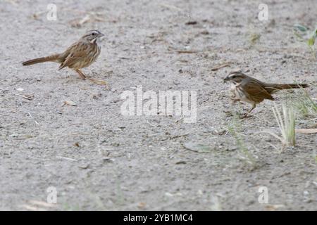 Desert Song Sparrow (Melospiza melodia fallax) Aves Stockfoto