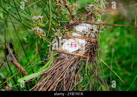 Hausgemachte Lochkamera oder stenopeische Kamera, hergestellt mit einer Dose und in der Natur installiert. DIY-Fotokamera-Experiment Stockfoto