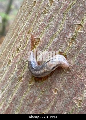 Baumschnecke (Lehmannia marginata) Mollusca Stockfoto