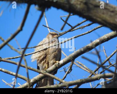 Chimango Caracara (Daptrius chimango) Aves Stockfoto