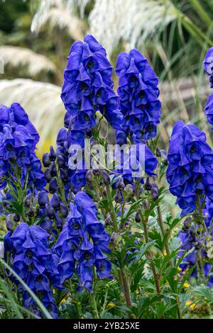 Aconitum carmichaelii ist eine herbstlich blau-violette Blüte, die im Herbst eine krautige Staudenpflanze ist, die allgemein als Wolfsbane oder chinesischer Akonit, GA, bekannt ist Stockfoto