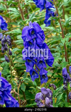 Aconitum carmichaelii ist eine herbstlich blau-violette Blüte, die im Herbst eine krautige Staudenpflanze ist, die allgemein als Wolfsbane oder chinesischer Akonit, GA, bekannt ist Stockfoto