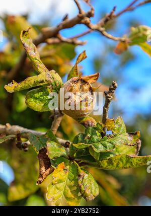 Medlar oder Mespilus germanica (Mespilus germanica) Frucht an einem Büschen oder Baum, England, Großbritannien Stockfoto