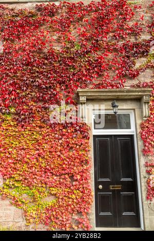 Red virginia kriecht um eine Tür in Blairgowrie, Perthshire, Schottland Stockfoto