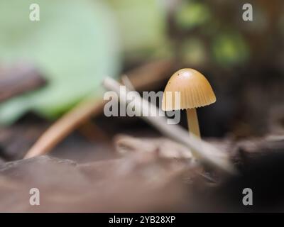 Goldener Pilz, der sich auf dem Waldboden abhebt und in beeindruckenden Makrodetails aufgenommen wurde Stockfoto