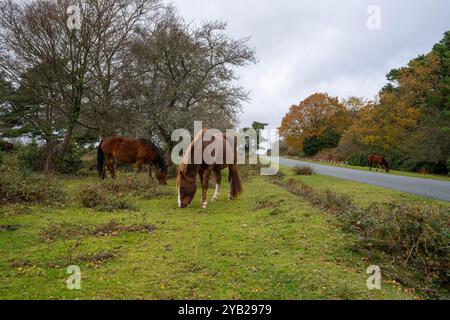 New Forest Ponies Füttern im New Forest National Park, Hampshire England Großbritannien. Hampshire, England, Großbritannien Stockfoto