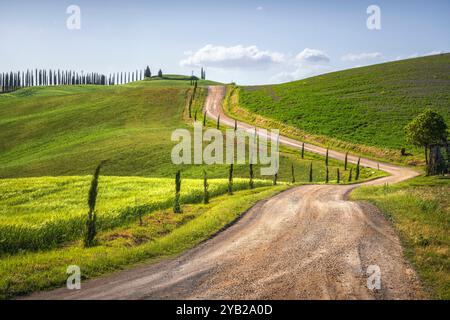 Route der Via Francigena, gewundene Straße, Weizenfelder und Bäume. Monteroni d'Arbia, Provinz Siena, Region Toskana, Italien, Europa Stockfoto