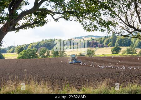 Ein Traktor, der ein Feld in der Nähe von Leslie pflügt, mit Möwen, die ihm folgen, Fife, Schottland Stockfoto