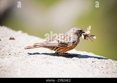 Alpine beobachtet Prunella Collaris mit Food Col du Tourmalet Nationalpark Pyrenäen Frankreich Juli 2015 Stockfoto