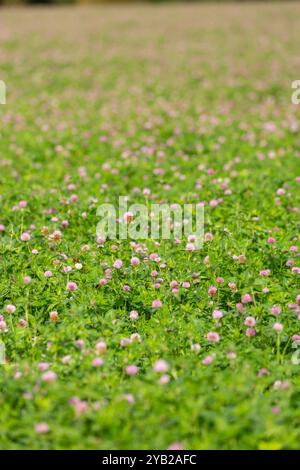 Rotklee (Trifolium Pratense) Stockfoto
