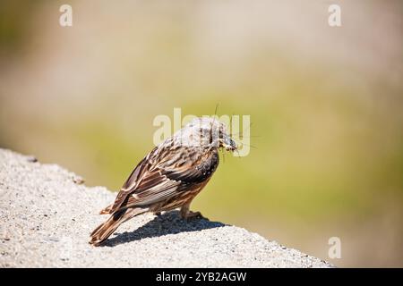 Alpine beobachtet Prunella Collaris mit Food Col du Tourmalet Nationalpark Pyrenäen Frankreich Juli 2015 Stockfoto