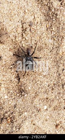 Spinnennetz (Atypus) Arachnida Stockfoto