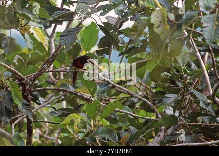 Elfenbein-billed Aracari Pteroglossus Azara thront La Salva Jungle Lodge Ecuador Südamerika Stockfoto