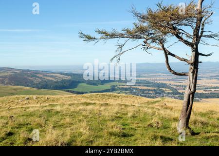 Blick auf das Dorf Newtyle von Kinpurney Hill, Newtyle, Angus, Schottland Stockfoto