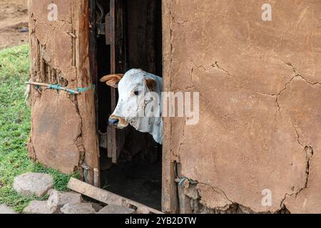 Kuh wird in einem traditionellen Masai-Haus gehalten, das von Kuhmist, Schlamm und hölzernen Zweigen heimgesucht wird, Maasai Village, Masai Mara, Kenia, Afrika Stockfoto