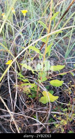 Camphorweed (Heterotheca subaxillaris) Plantae Stockfoto