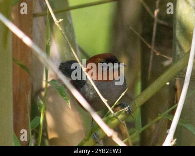 Kastanienkopf-Tanager (Thlypopsis pyrrhocoma) Aves Stockfoto