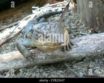 Geblockte Blauzungenkrankheit (Tiliqua nigrolutea) Reptilia Stockfoto