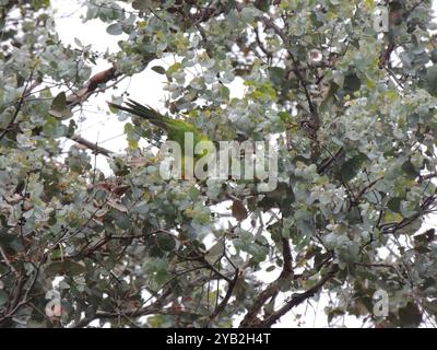 Super Papagei (Polytelis swainsonii) Aves Stockfoto