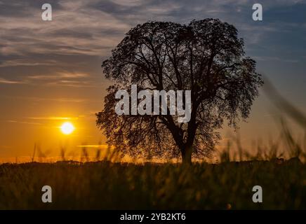 Lietzen, Deutschland. Oktober 2024. Der Sonnenuntergang scheint mit einem einzigen Kastanienbaum auf einem Feld im Osten Brandenburgs über die Landschaft. Quelle: Patrick Pleul/dpa/Alamy Live News Stockfoto