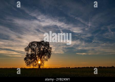 Lietzen, Deutschland. Oktober 2024. Der Sonnenuntergang scheint mit einem einzigen Kastanienbaum auf einem Feld im Osten Brandenburgs über die Landschaft. Quelle: Patrick Pleul/dpa/Alamy Live News Stockfoto