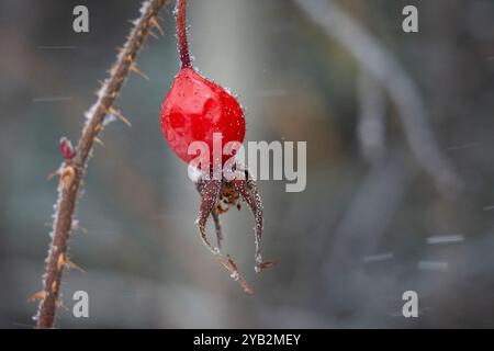 Nahaufnahme der roten Rosenhüften, die oft als Frucht der Rose bezeichnet werden, während eines Schneesturms im Dezember. Stockfoto