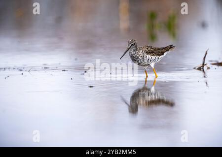 Greater Yellowlegs Jagd nach Nahrung an der Küste eines St. Lawrence River. Stockfoto