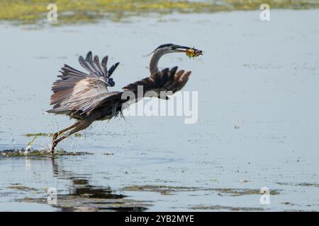 Ein großer Blaureiher auf der Jagd nach Fischen in einem Sumpfgebiet am St. Lawrence River. Stockfoto