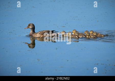 Weibliche Stockenten und ihre Enten in einem Sumpfgebiet entlang des St. Lawrence River. Stockfoto